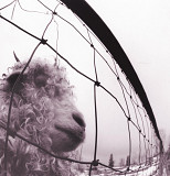 Вініл платівки Pearl Jam