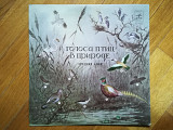 Голоса птиц в природе-Средняя Азия (4)-NM+, Мелодия
