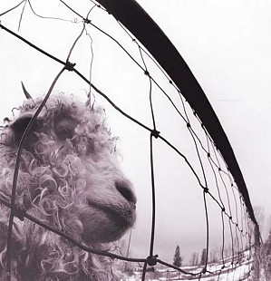 Pearl Jam - VS.