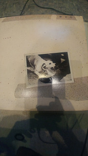 Mint Fleetwood Mac – Tusk