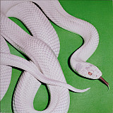 Вінілова платівка Deftones - Private Music 1LP (93624829034)