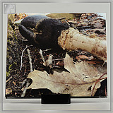 CAVE DWELLER "Showing Teeth" digipack cd