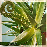 Latexfauna – AJAHUASKA SEASON 2 (LP, Blue Vinyl)