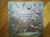 Голоса птиц в природе-Средняя Азия (2)-Ex.+-Мелодия