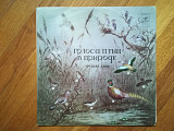Голоса птиц в природе-Средняя Азия (1)-NM-Мелодия