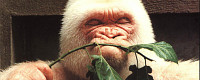 Gorilla CD